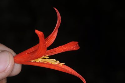 Begonia boliviensis, photographed by aacocucci