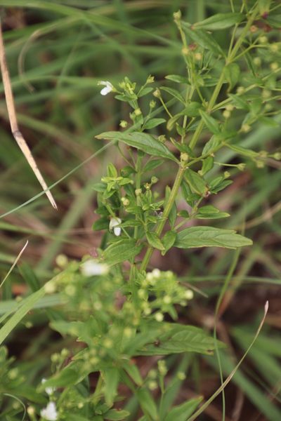 Teucrium kraussii, photographed by Tony Rebelo