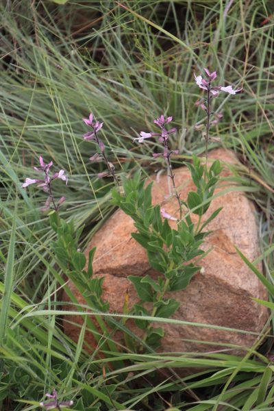Syncolostemon foliosus, photographed by Tony Rebelo