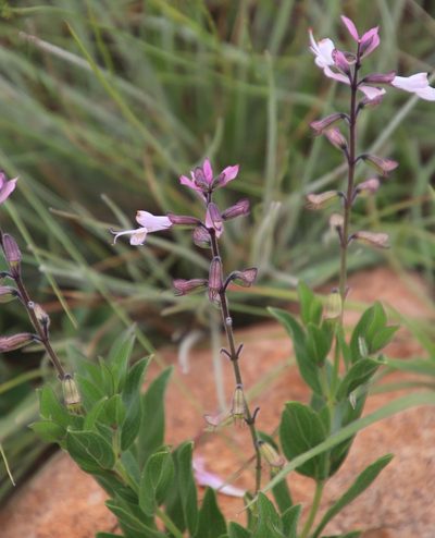 Syncolostemon foliosus, photographed by Tony Rebelo