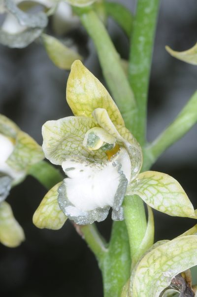 Chloraea praecincta, photographed by aacocucci