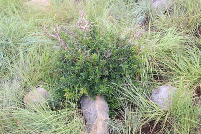 Cephalanthus natalensis, photographed by Tony Rebelo