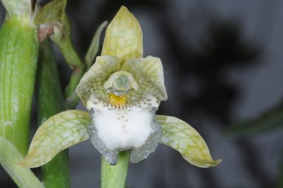 Chloraea praecincta, photographed by aacocucci