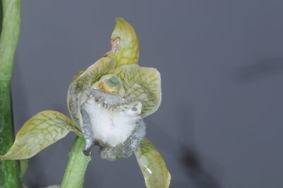 Chloraea praecincta, photographed by aacocucci