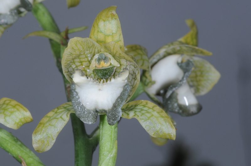 Chloraea praecincta, photographed by aacocucci