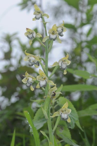 Chloraea praecincta, photographed by aacocucci