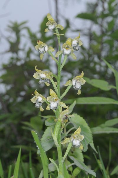 Chloraea praecincta, photographed by aacocucci
