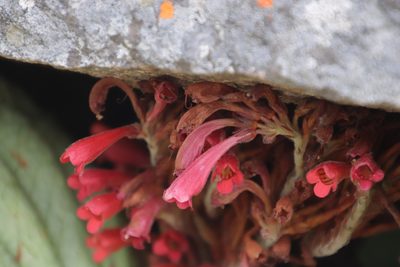 Streptocarpus dunnii, photographed by Tony Rebelo