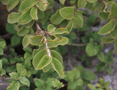 Vangueria macrocalyx, photographed by Tony Rebelo