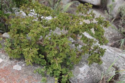 Vangueria macrocalyx, photographed by Tony Rebelo