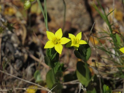 Centaurium maritimum, photographed by Yves Bas