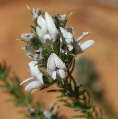 Aspalathus cephalotes, photographed by Charles Stirton