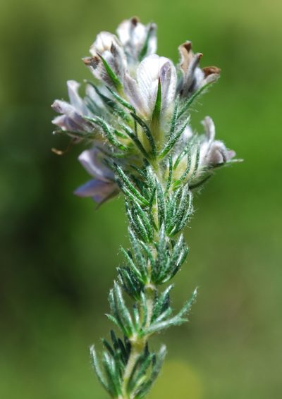 Aspalathus cephalotes, photographed by Charles Stirton