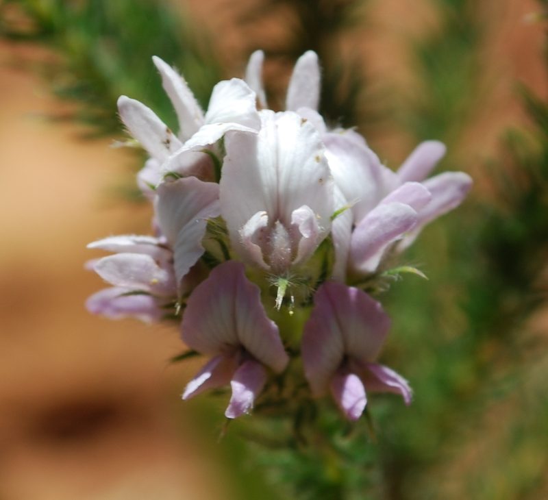 Aspalathus cephalotes, photographed by Charles Stirton