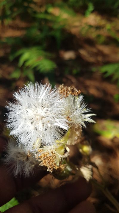 Psacaliopsis purpusii, photographed by Eugenio Padilla