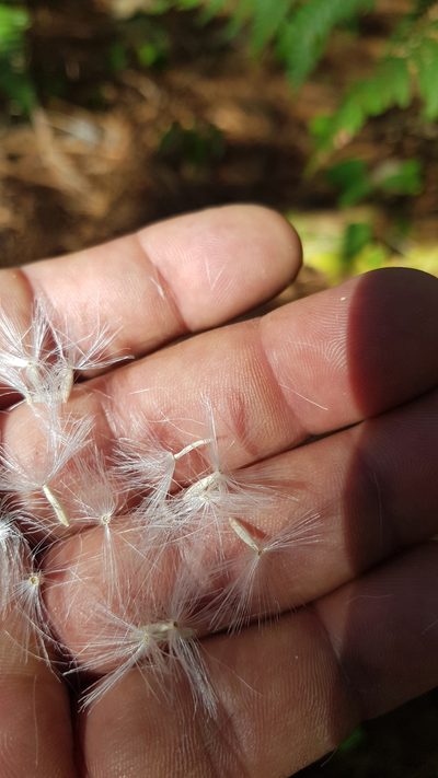 Psacaliopsis purpusii, photographed by Eugenio Padilla