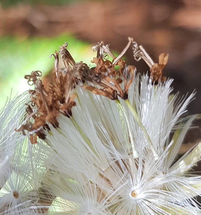 Psacaliopsis purpusii, photographed by Eugenio Padilla