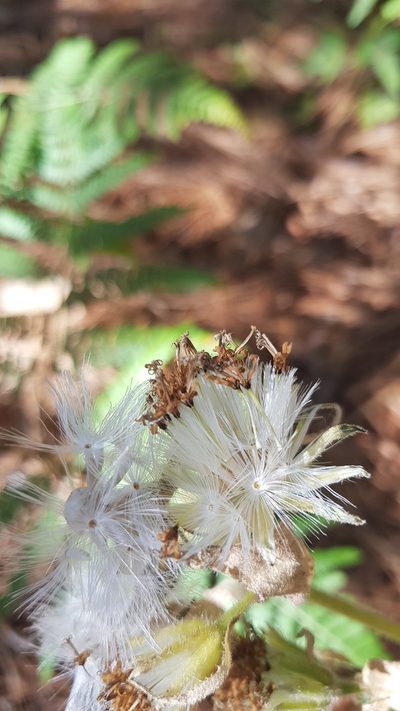 Psacaliopsis purpusii, photographed by Eugenio Padilla