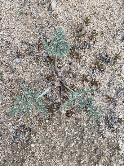 Cymopterus deserticola, photographed by Matt Berger