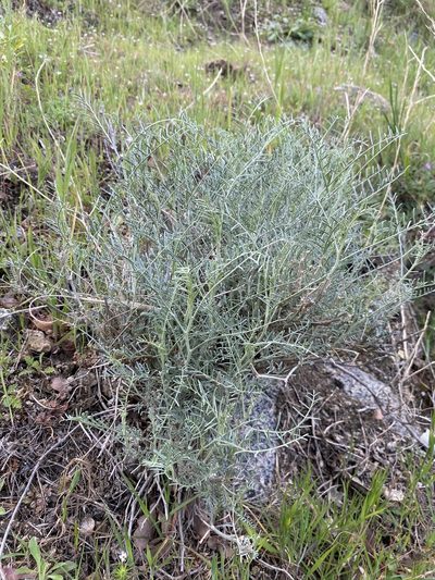 Astragalus pachypus, photographed by Matt Berger