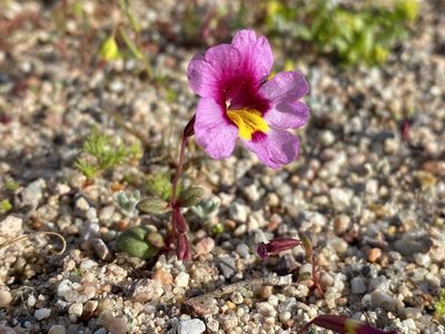 Erythranthe rhodopetra, photographed by Matt Berger