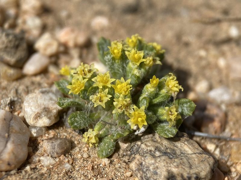 Eriophyllum mohavense, photographed by Matt Berger