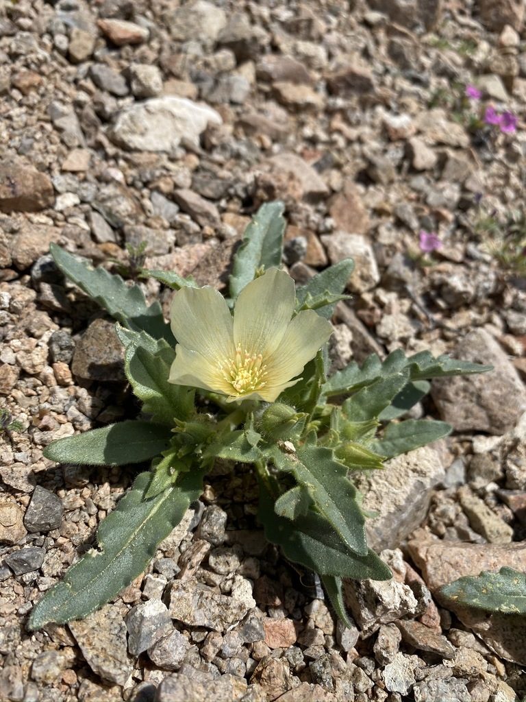 Mentzelia tridentata, photographed by Matt Berger