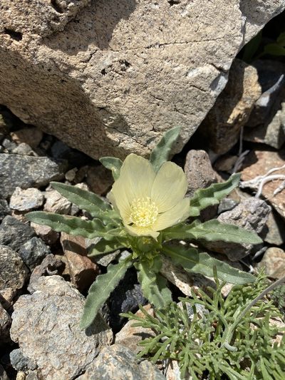 Mentzelia tridentata, photographed by Matt Berger
