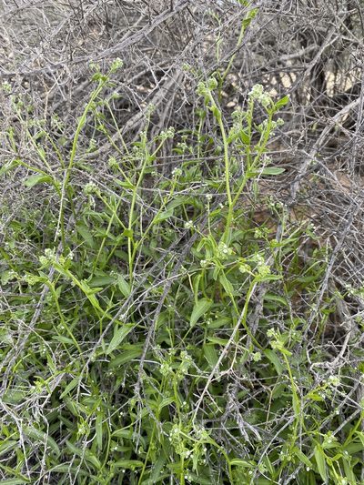 Cryptantha dumetorum, photographed by Matt Berger