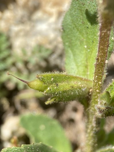 Diplacus pictus, photographed by Matt Berger