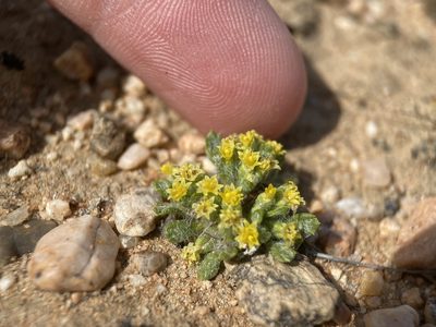 Eriophyllum mohavense, photographed by Matt Berger
