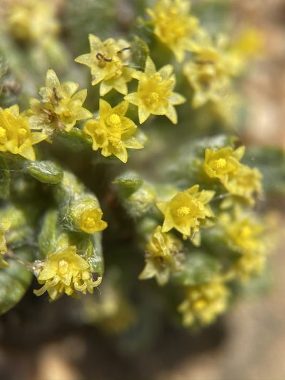 Eriophyllum mohavense, photographed by Matt Berger