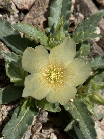 Mentzelia tridentata, photographed by Matt Berger