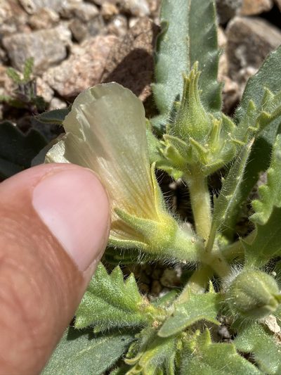 Mentzelia tridentata, photographed by Matt Berger