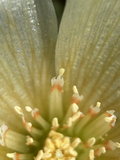 Mentzelia tridentata, photographed by Matt Berger