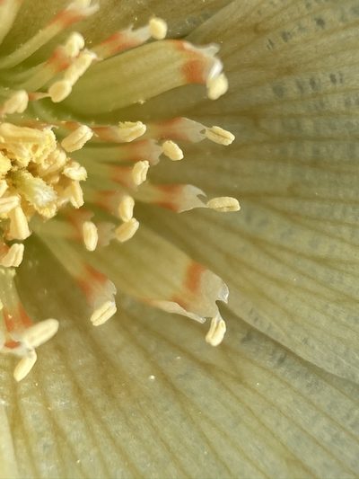 Mentzelia tridentata, photographed by Matt Berger