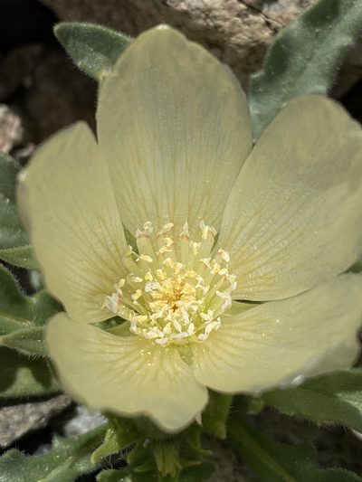 Mentzelia tridentata, photographed by Matt Berger