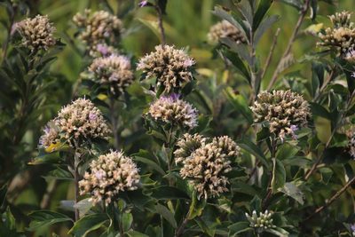 Gymnanthemum corymbosum, photographed by Tony Rebelo