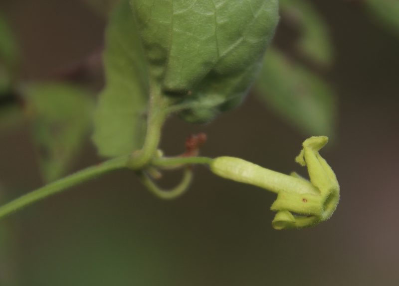 Trochomeria hookeri, photographed by Tony Rebelo