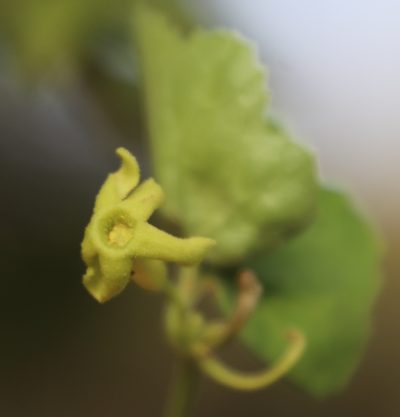 Trochomeria hookeri, photographed by Tony Rebelo