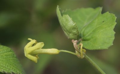 Trochomeria hookeri, photographed by Tony Rebelo