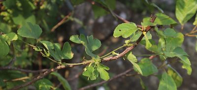 Trochomeria hookeri, photographed by Tony Rebelo