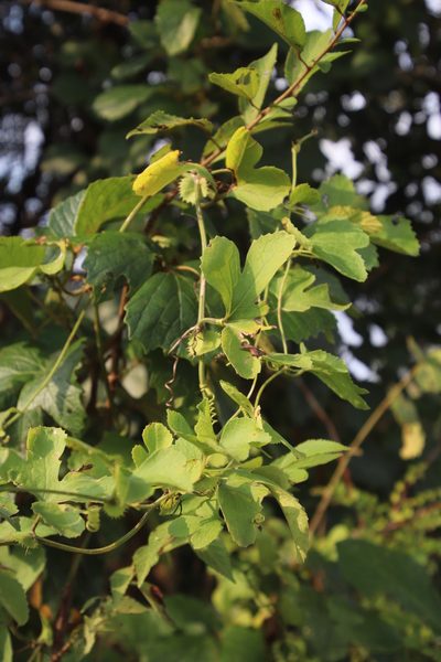 Trochomeria hookeri, photographed by Tony Rebelo