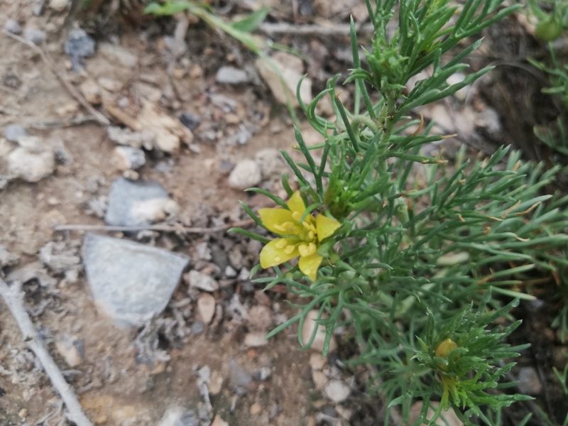 Peganum mexicanum, photographed by Liliana Ramírez-Freire