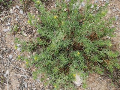 Peganum mexicanum, photographed by Liliana Ramírez-Freire