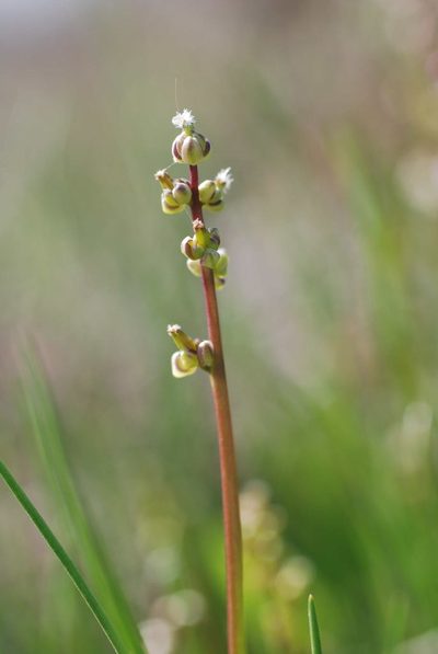 Triglochin barrelieri, photographed by Quentin Groom