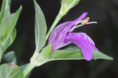 Poikilacanthus tweedieanus, photographed by aacocucci