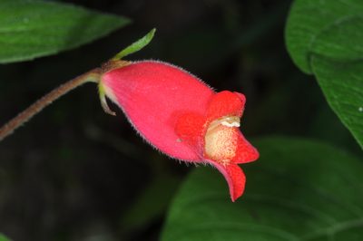 Seemannia nematanthodes, photographed by aacocucci