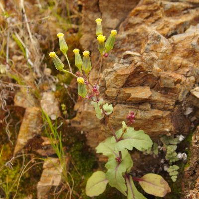 Senecio mohavensis, photographed by Sue Carnahan