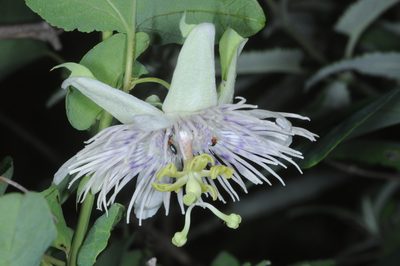 Passiflora tucumanensis, photographed by aacocucci